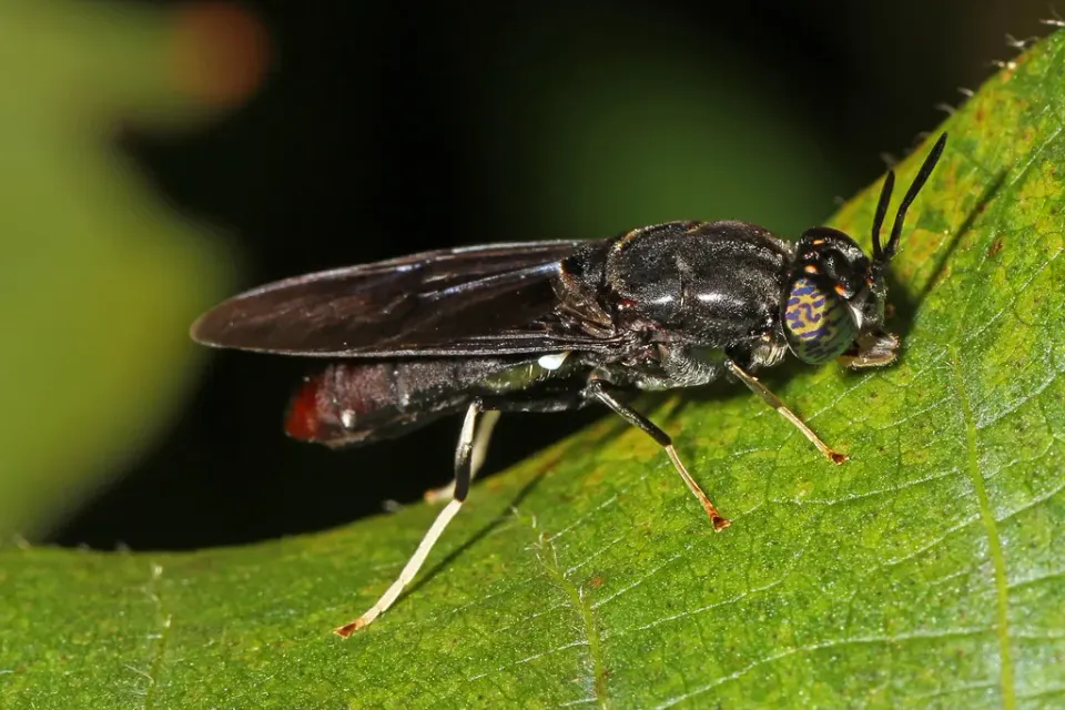 Day 252 - Black Soldier Fly - Hermetia illucens, National Arboretum, Washington, D.C.